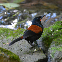 North Island Saddleback